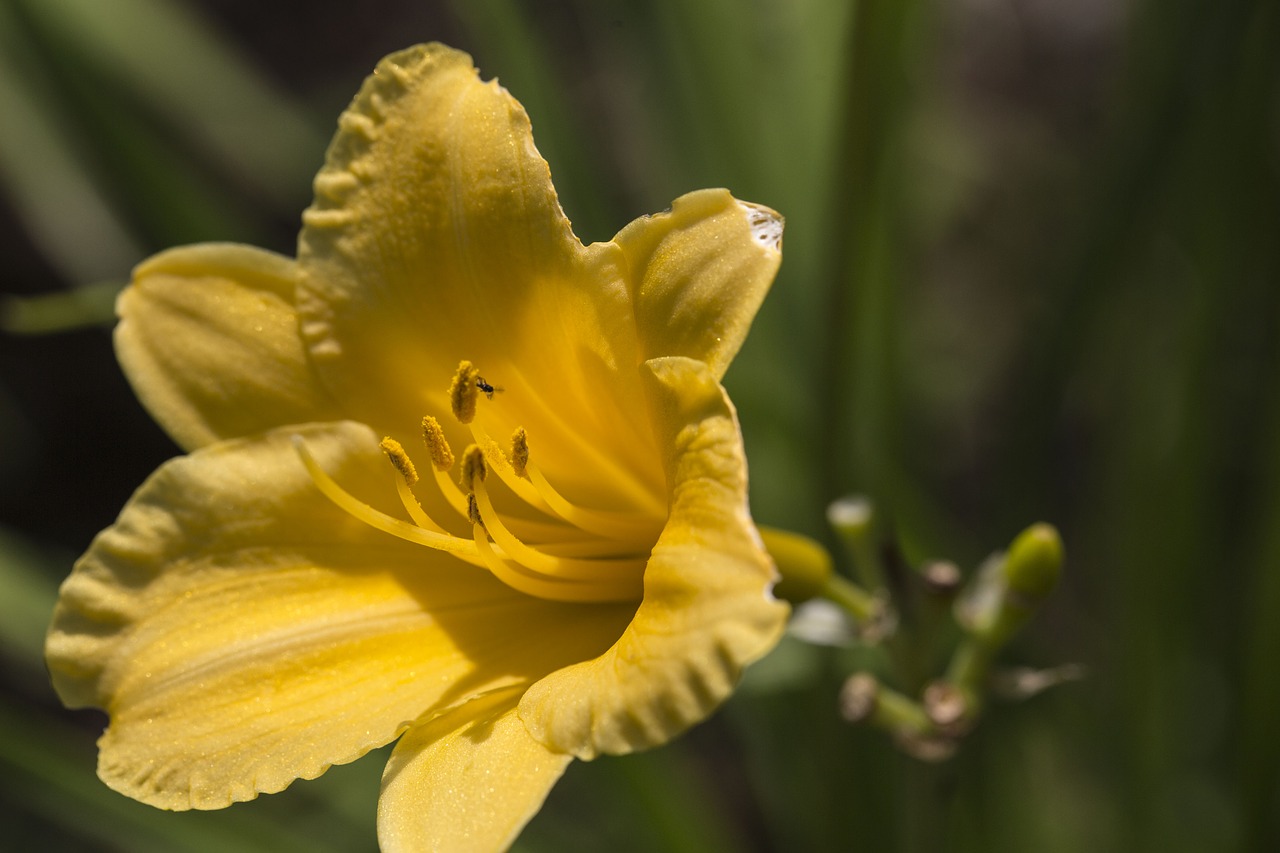 yellow flower lily free photo