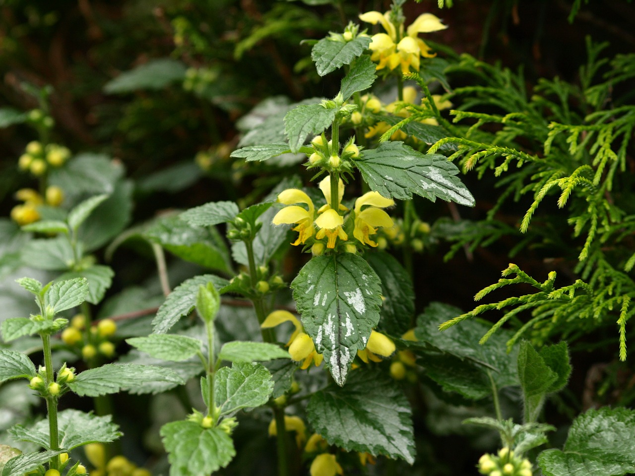 yellow dead nettle spring free photo