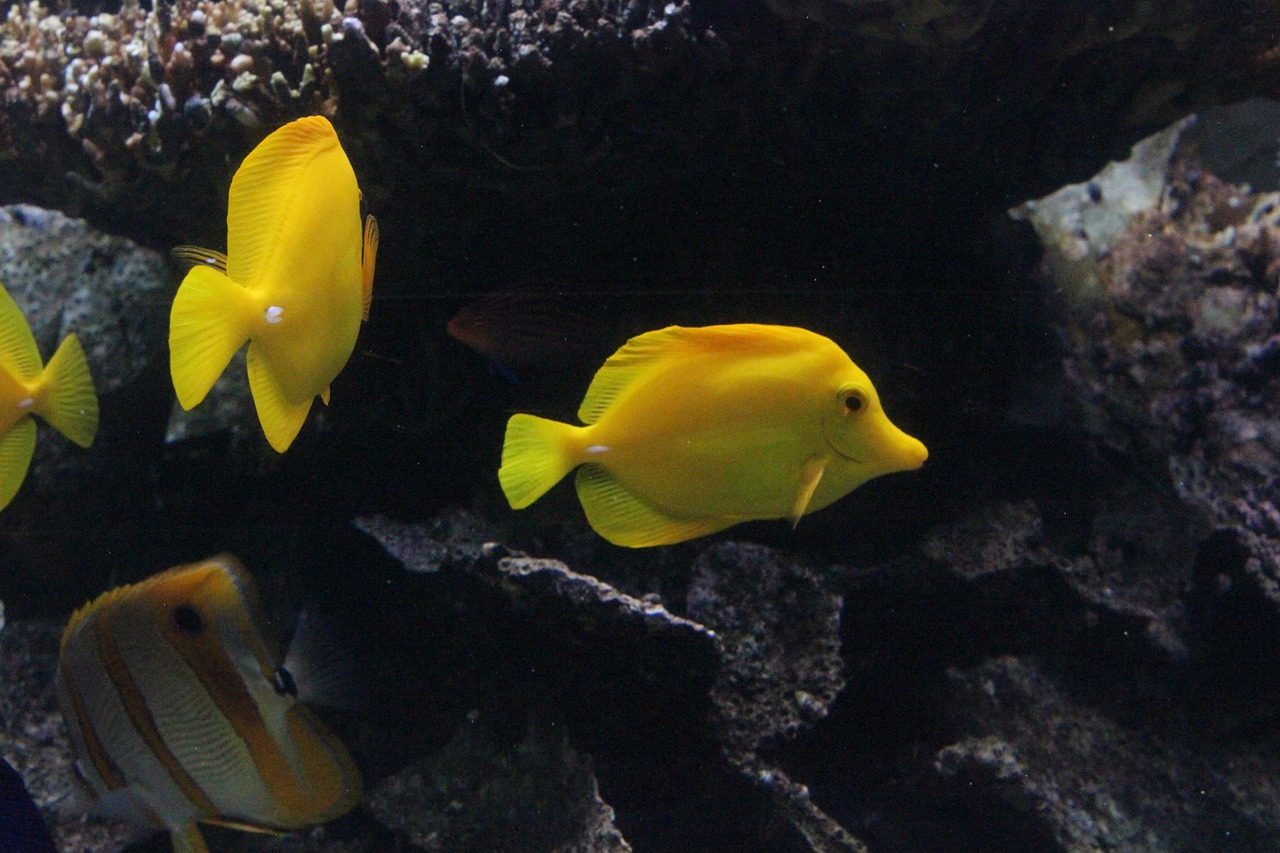 yellow fish underwater free photo