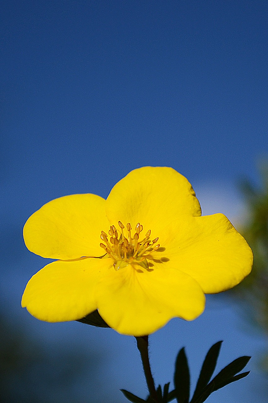 yellow nature flower free photo