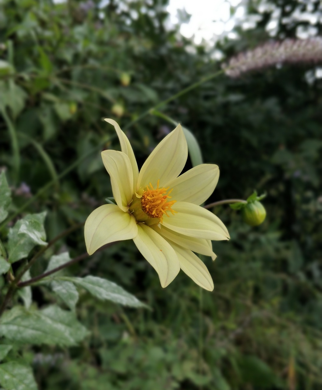 yellow flower nature free photo