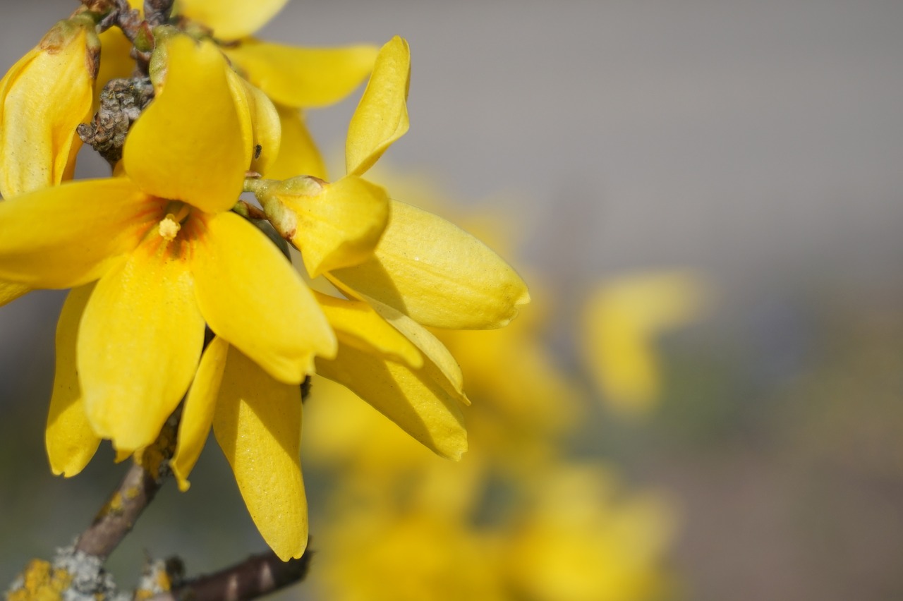 yellow bright flower free photo