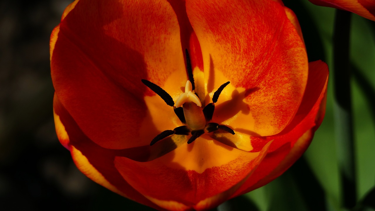 yellow  red  flower free photo