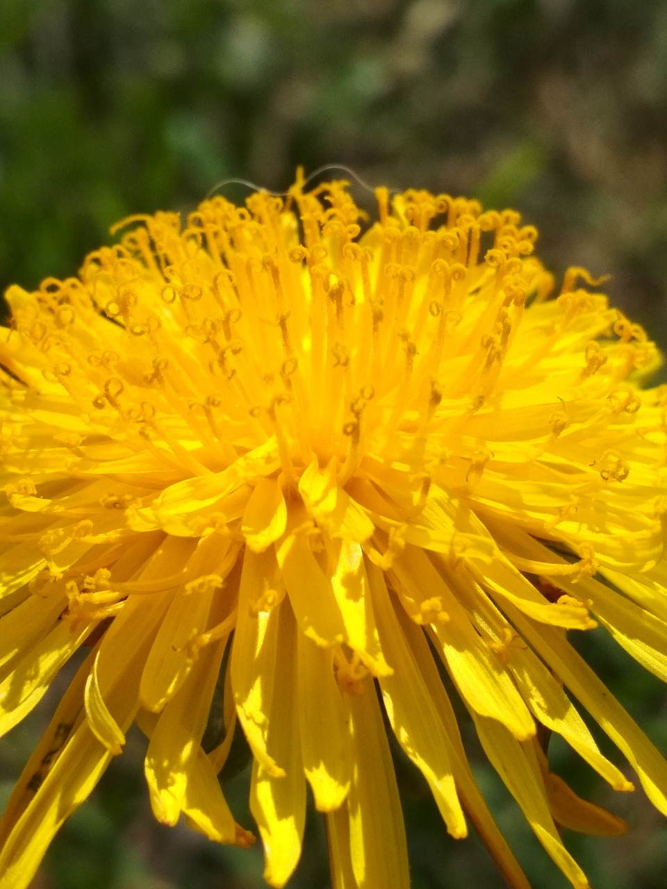 yellow  dandelion  may free photo