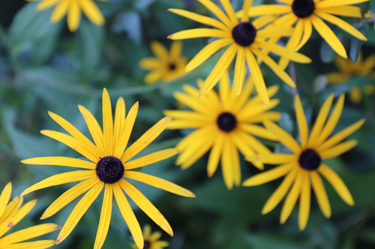 yellow  flower  plant free photo