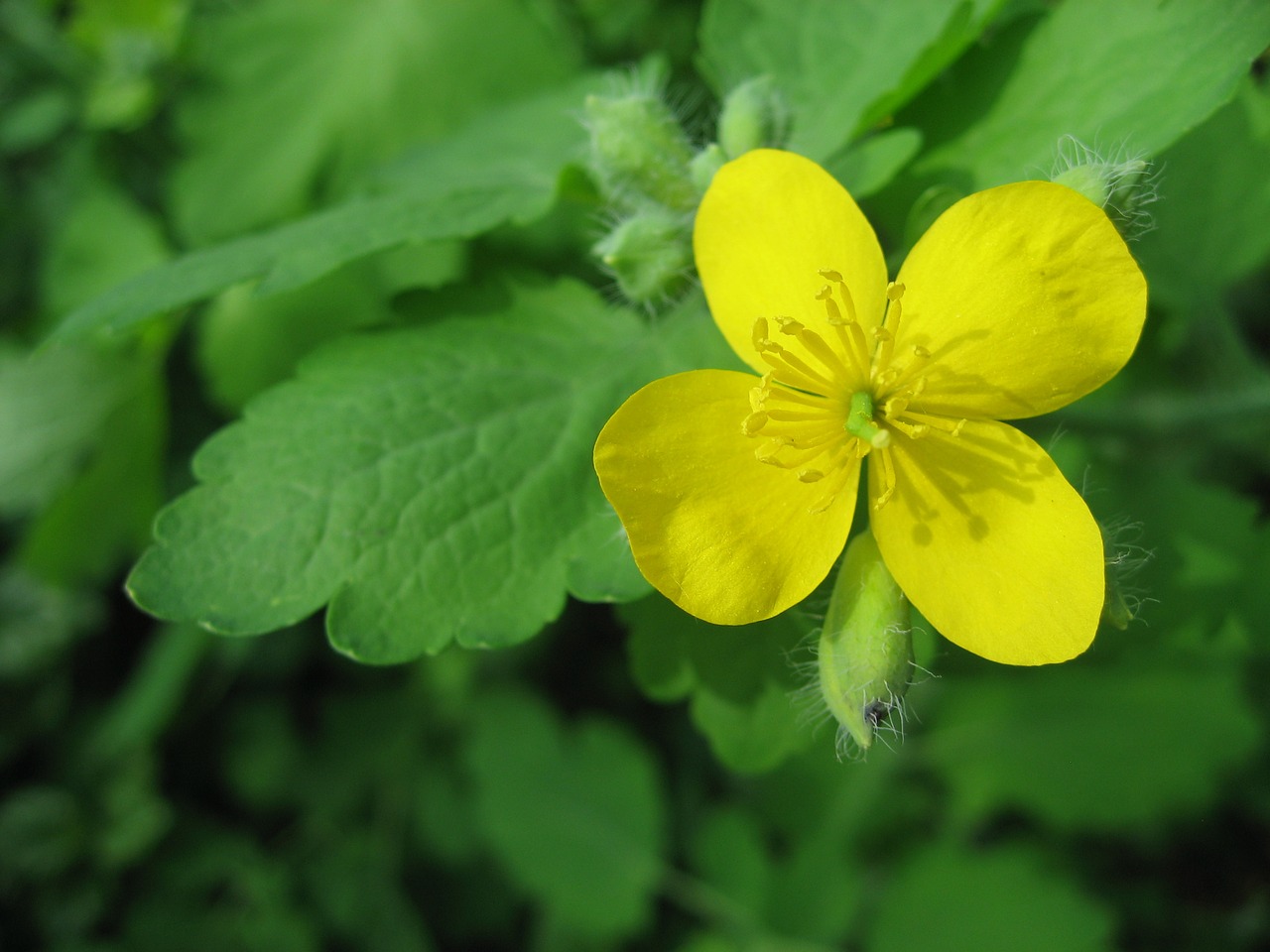 yellow  blossom  bloom free photo