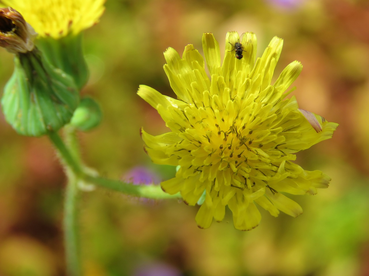 yellow  nature  flower free photo