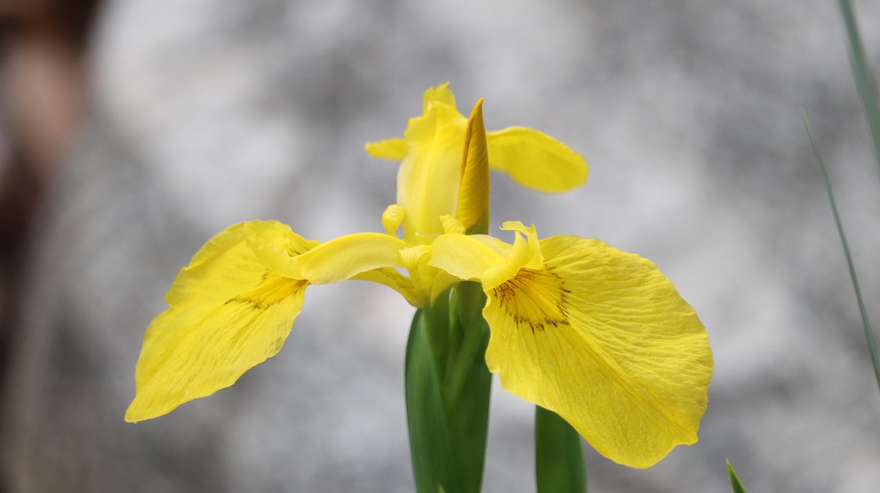 yellow  flowers  spring free photo