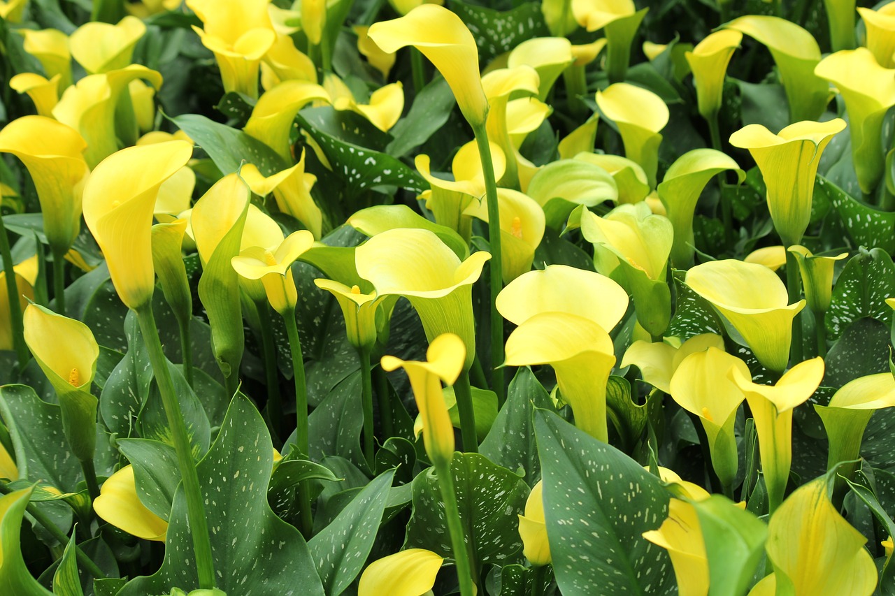 yellow  flowers  green free photo