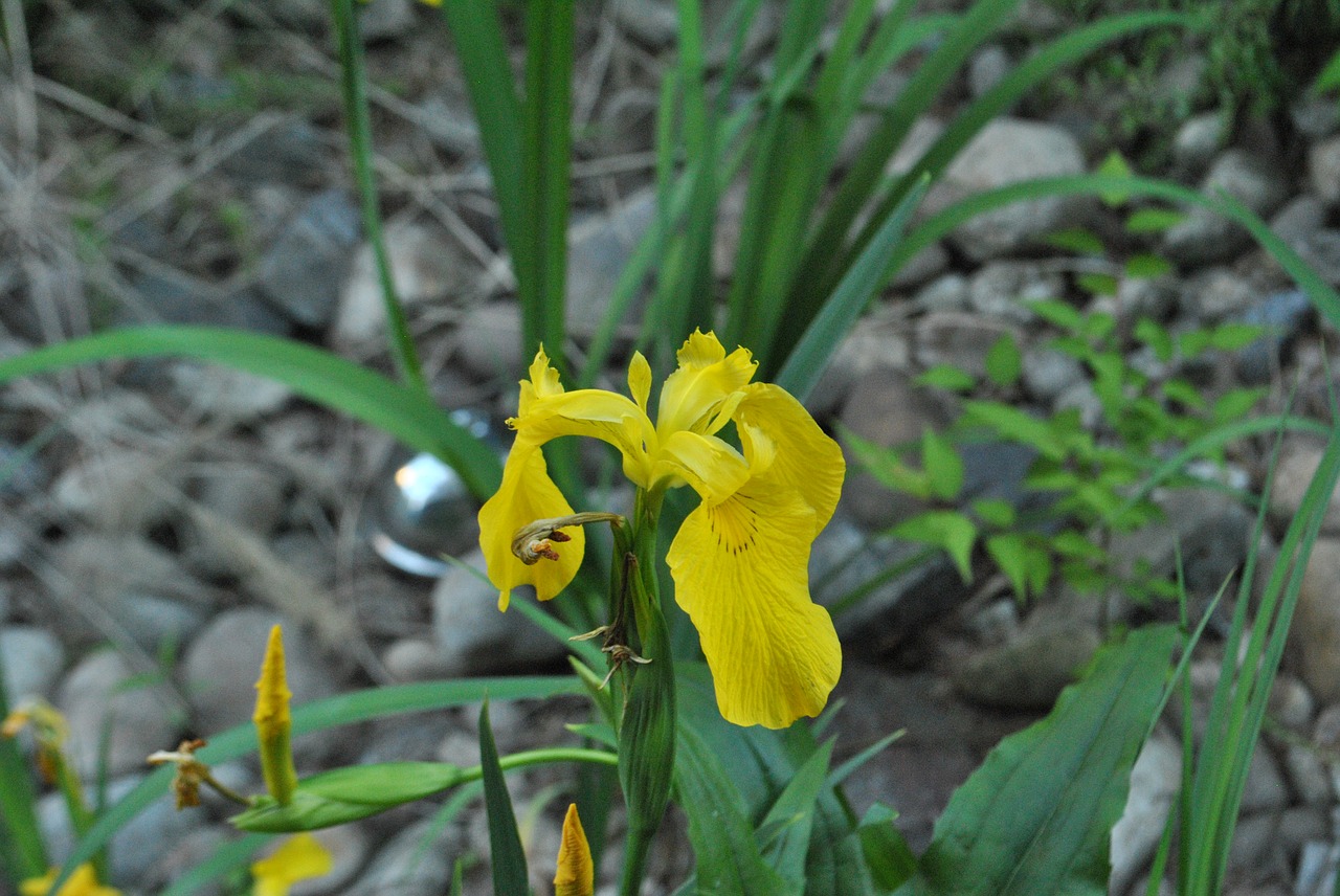 yellow  iris  flowers free photo