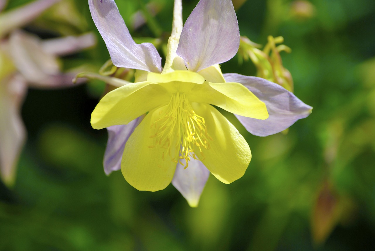 yellow  blossom  bloom free photo