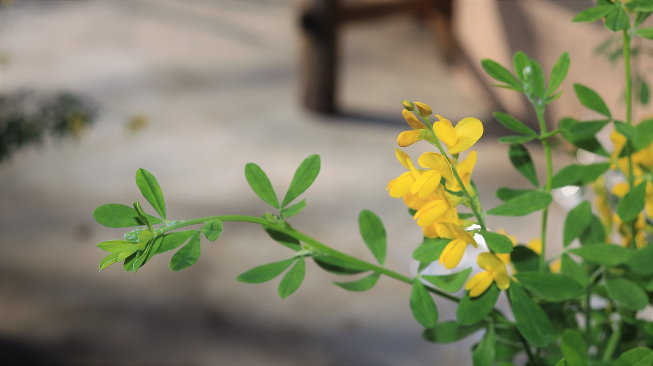 yellow  leaf  green free photo