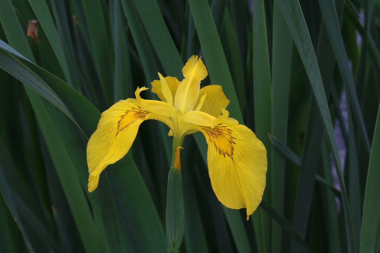 yellow  aquatic plants  leaf free photo