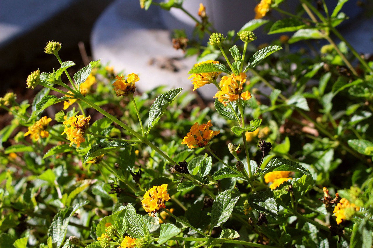 yellow  flowers  spring free photo