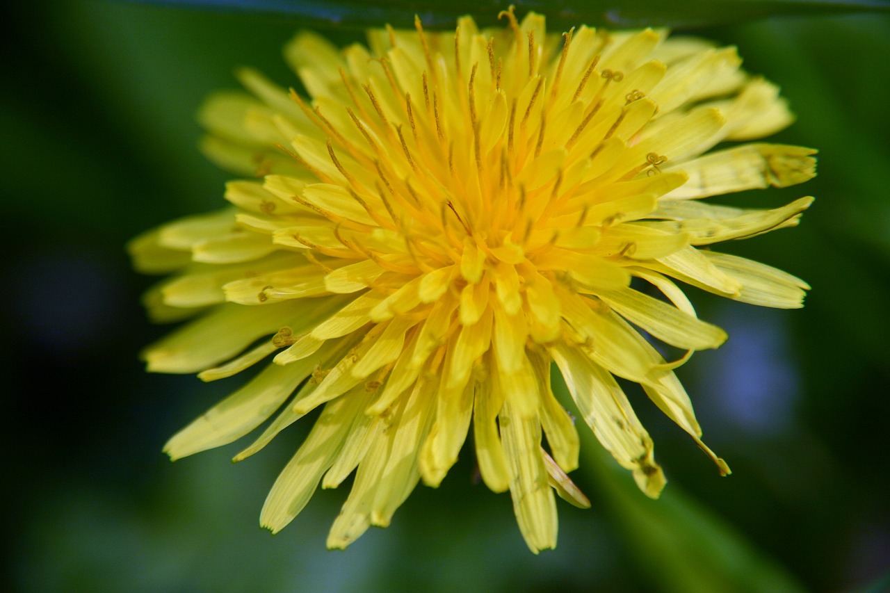 yellow  dandelion  flower free photo