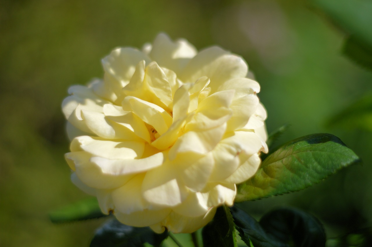 yellow  rose  garden free photo