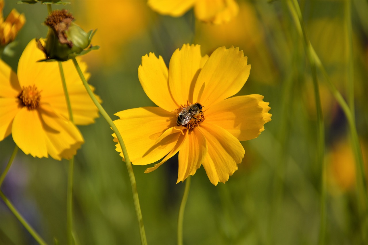 yellow  yellow flower  flowers free photo