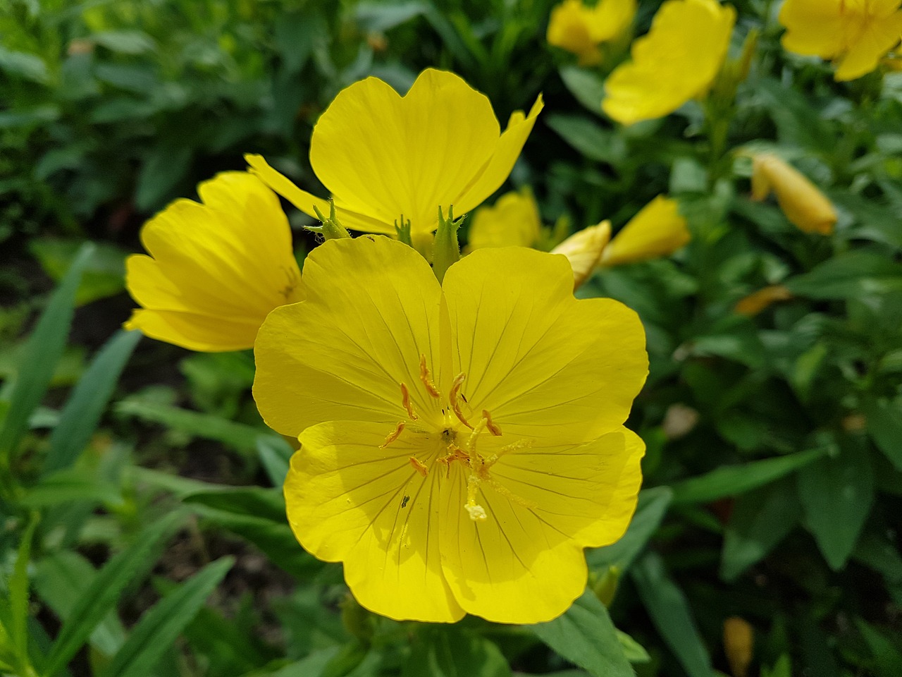 yellow  flower  plant free photo