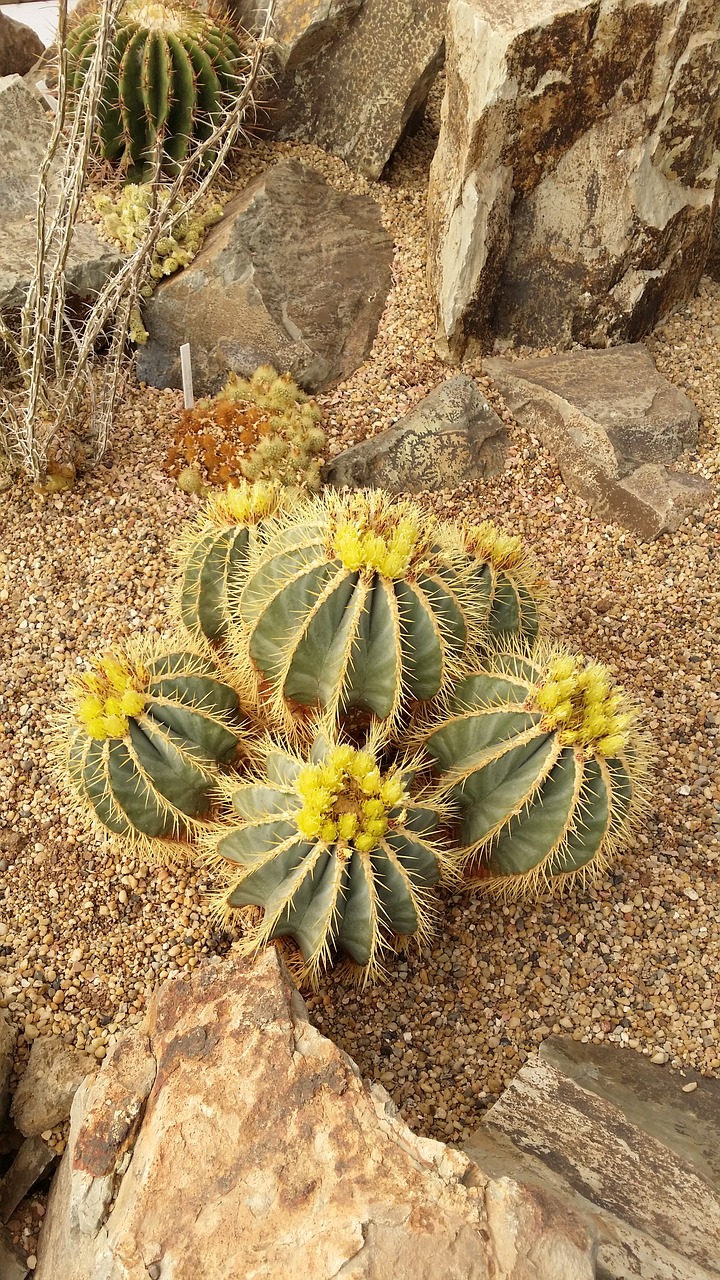 yellow  barrel  cactus free photo