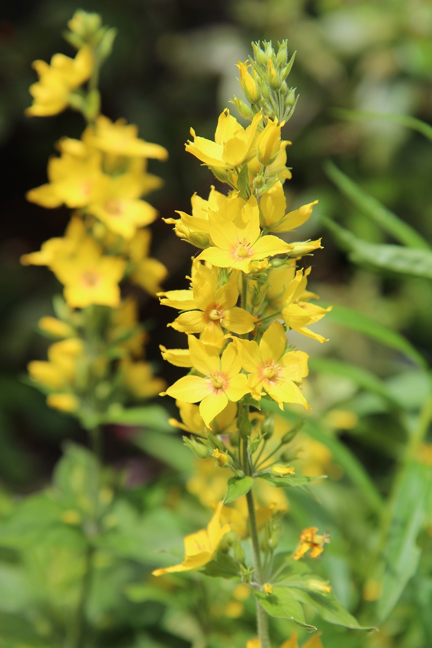 yellow  yellow flowers  yellow petals free photo