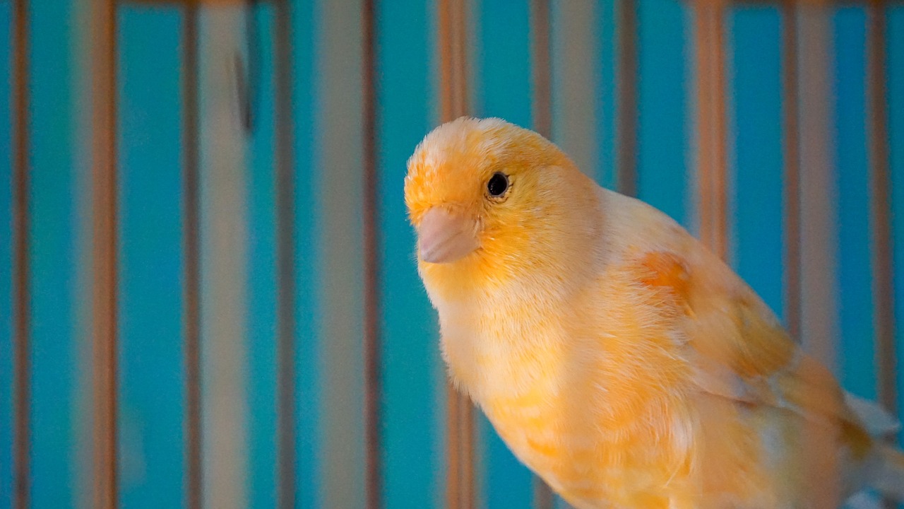 yellow  bird  cage free photo