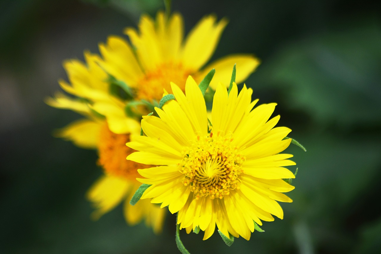 yellow  nature  blossom free photo