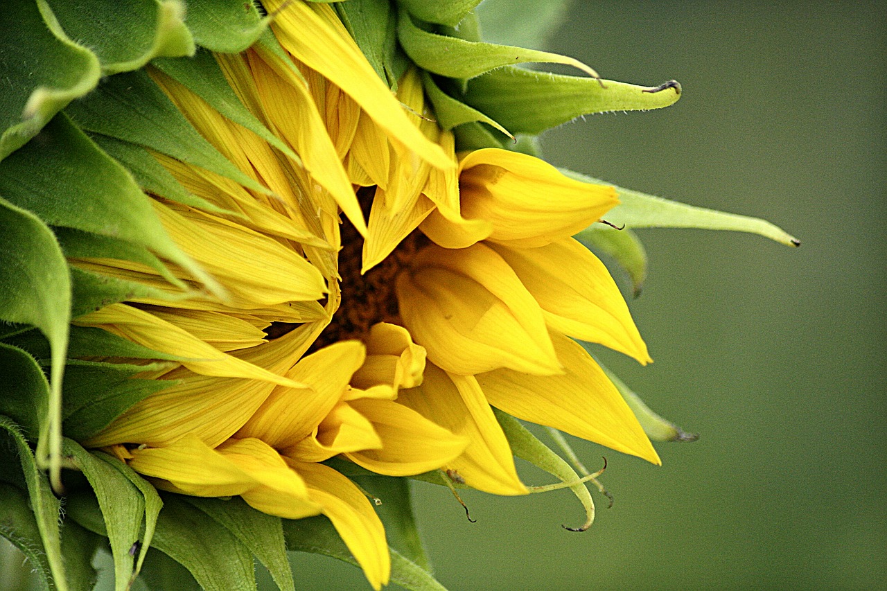 yellow  sunflower  summer free photo