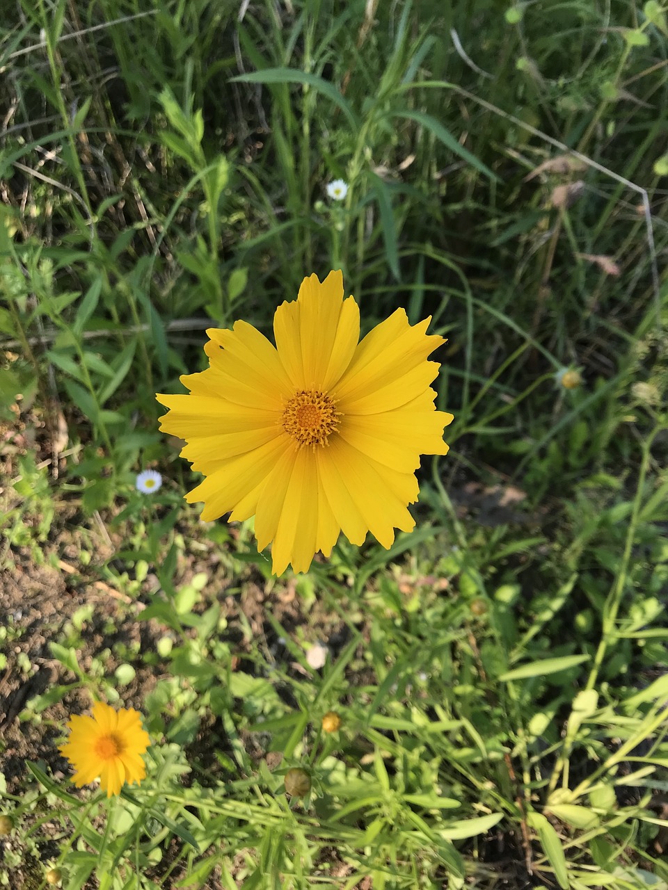 yellow  flowers  petal free photo