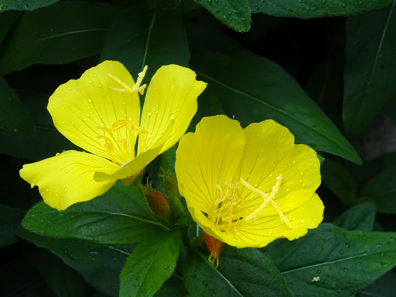 yellow  macro  flower free photo