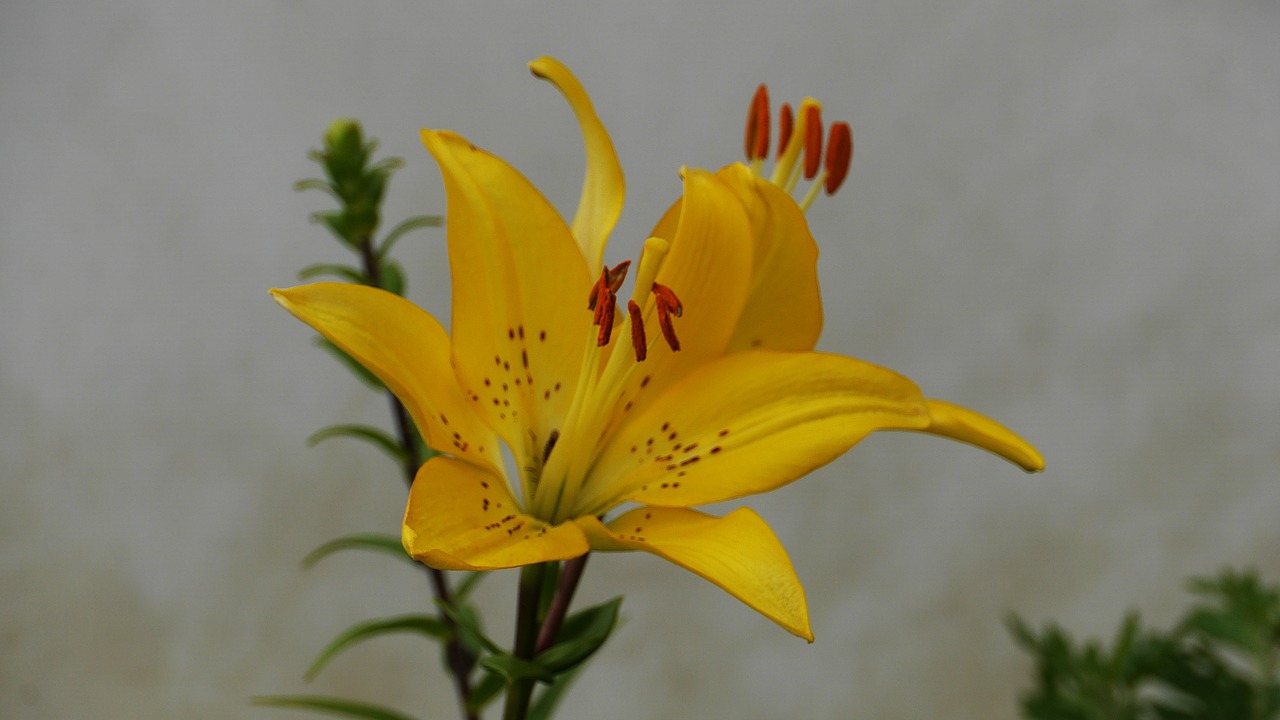 yellow  plants  nature free photo