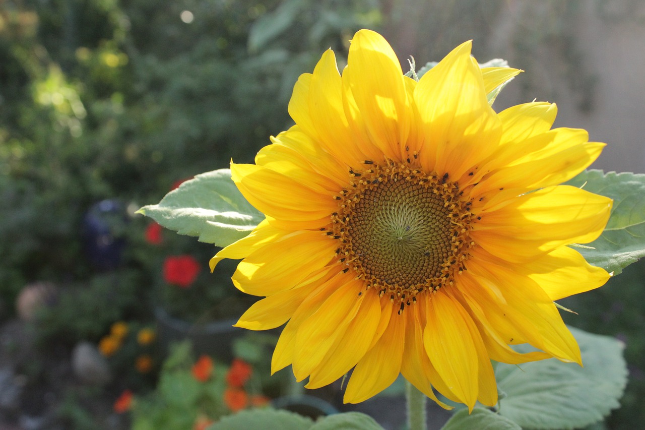 yellow  sunflower  summer free photo