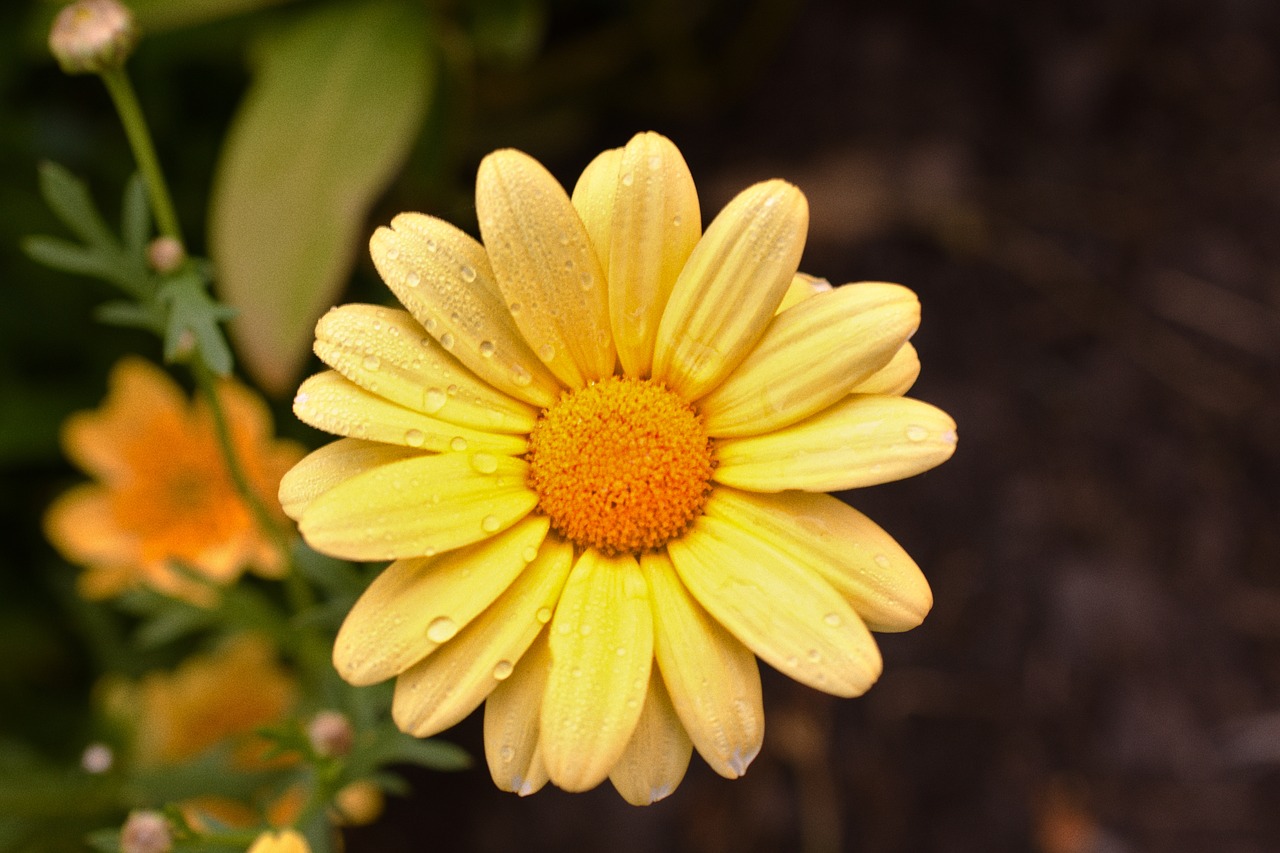 yellow  marguerite  yellow marguerites free photo