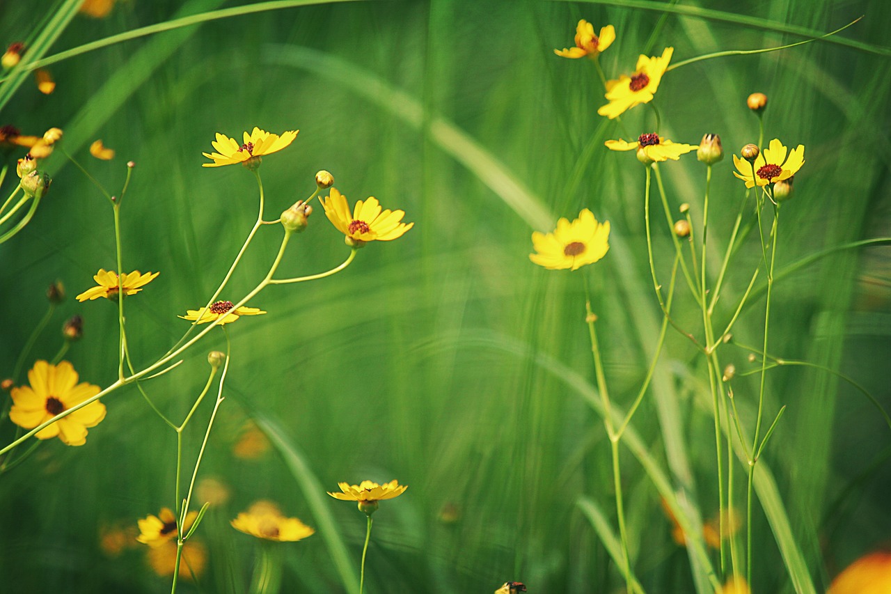 yellow  flowers  nature free photo