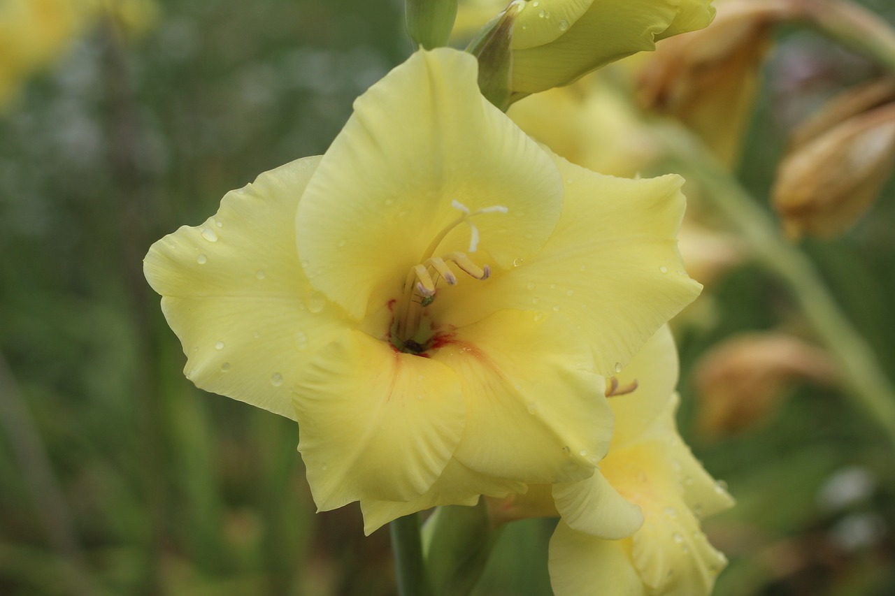 yellow  gladiolus  flower free photo