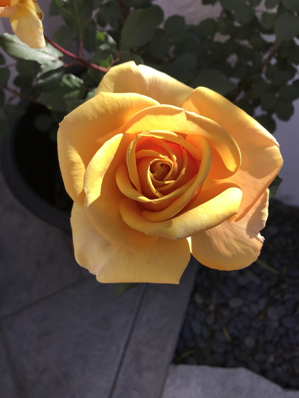 yellow  rose  flower free photo