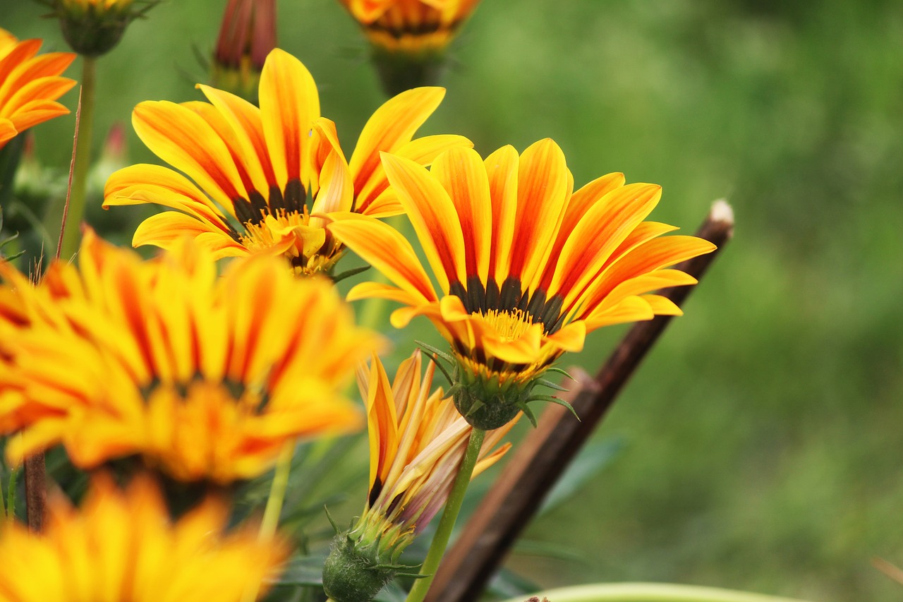 yellow  flower  nature free photo