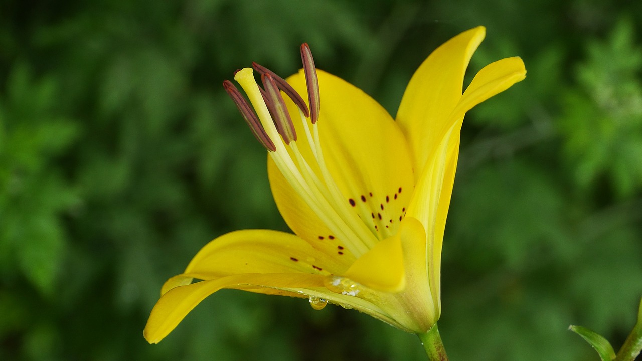 yellow  flowers  summer free photo