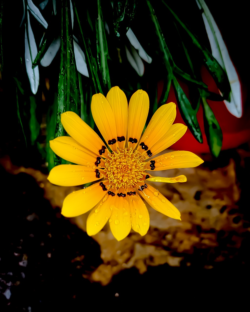 yellow  flower  nature free photo