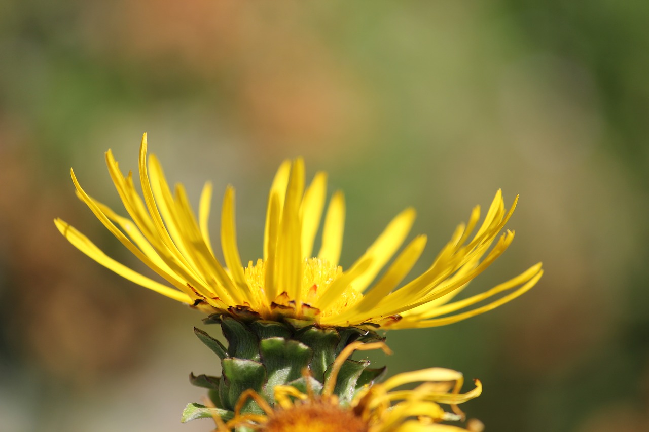 yellow  blossom  bloom free photo