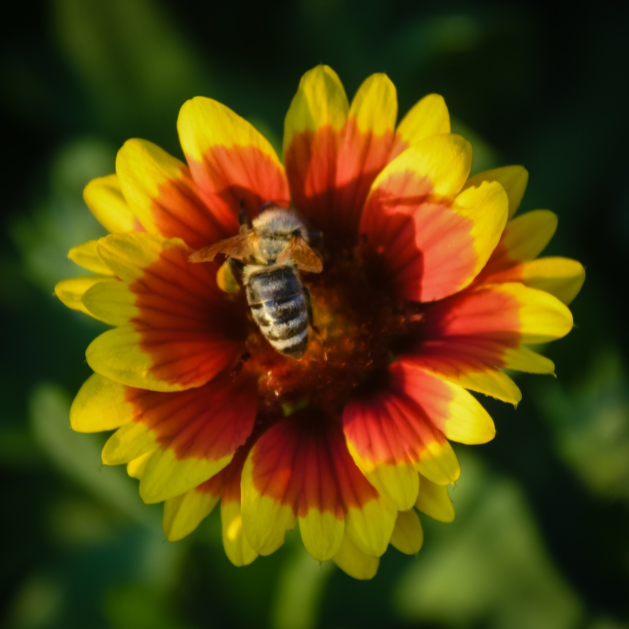 yellow  red  flower free photo