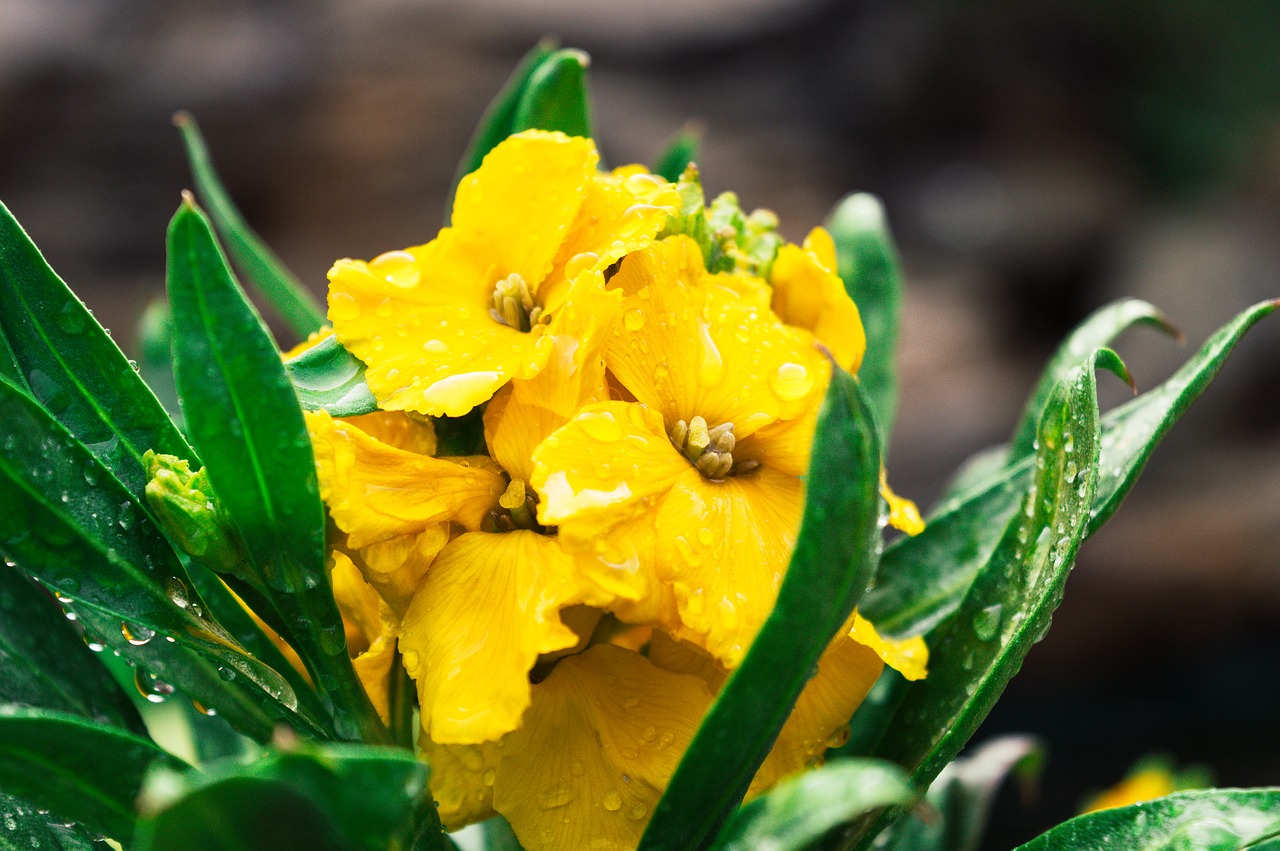 yellow  flower  green free photo