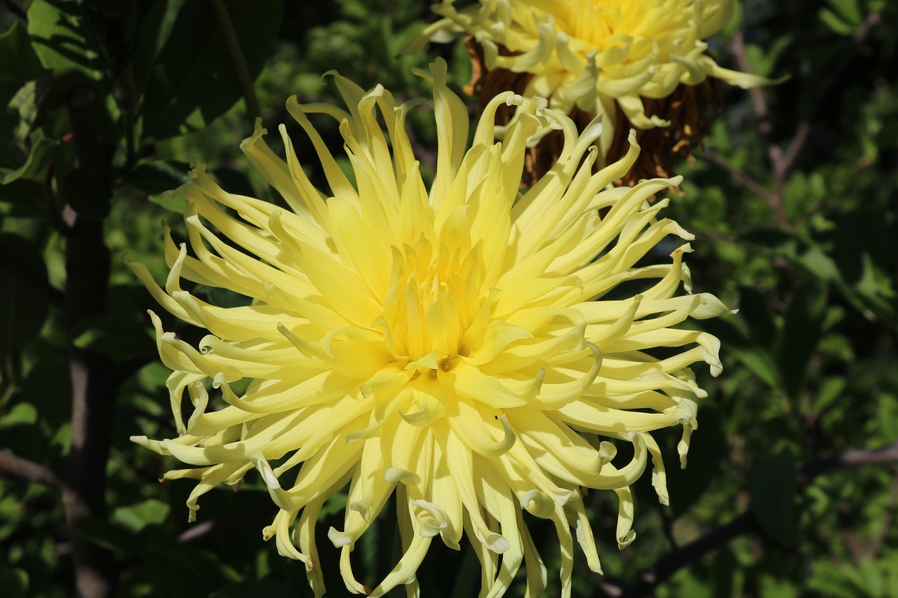 yellow  dahlia  flower free photo