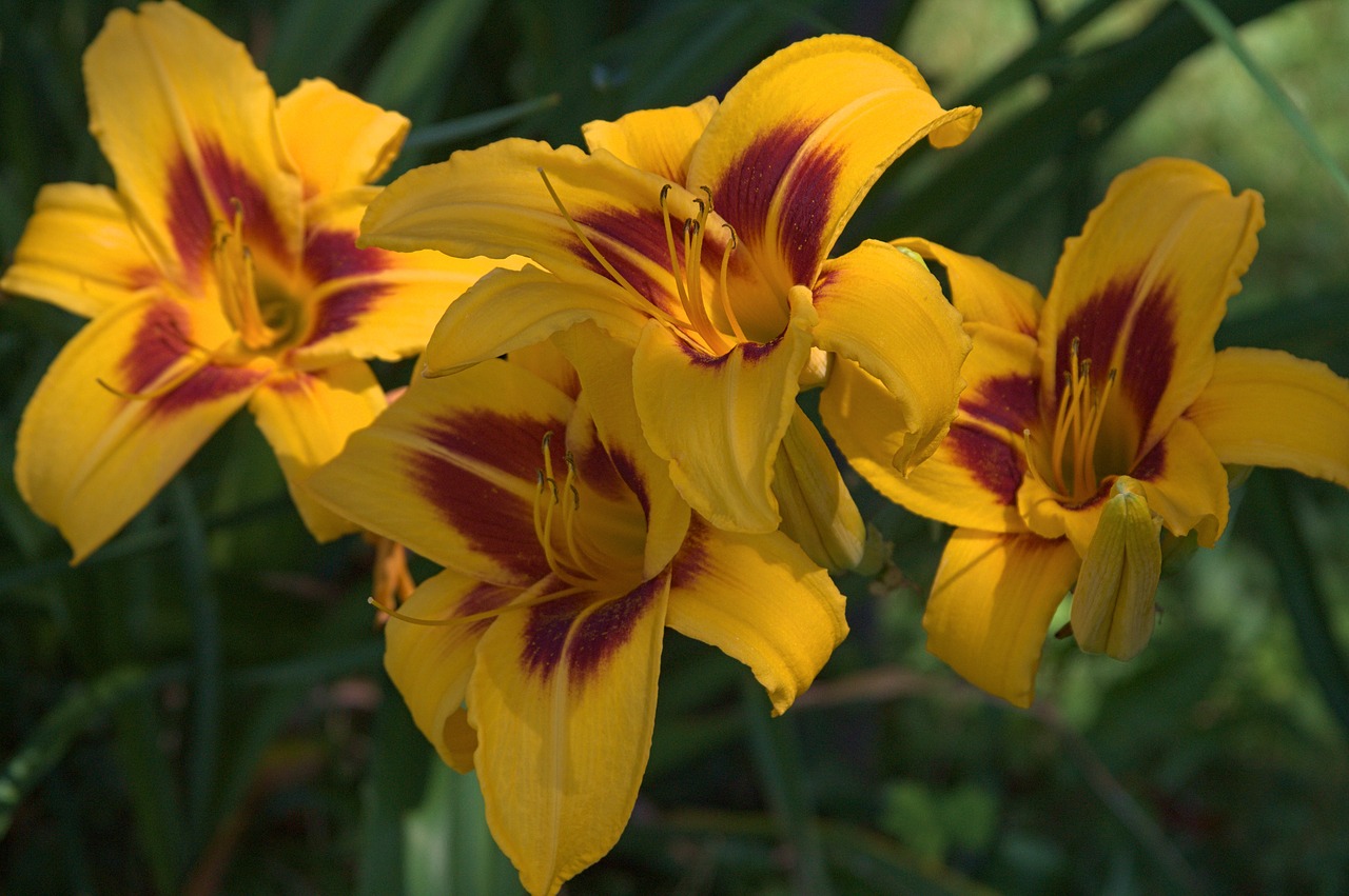 yellow  blossom  bloom free photo