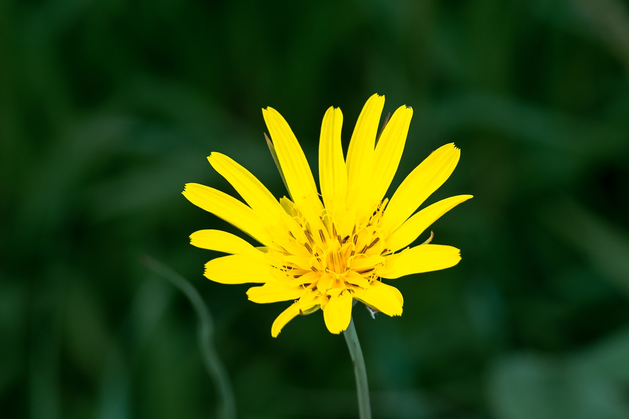 yellow  sun  sunflower free photo