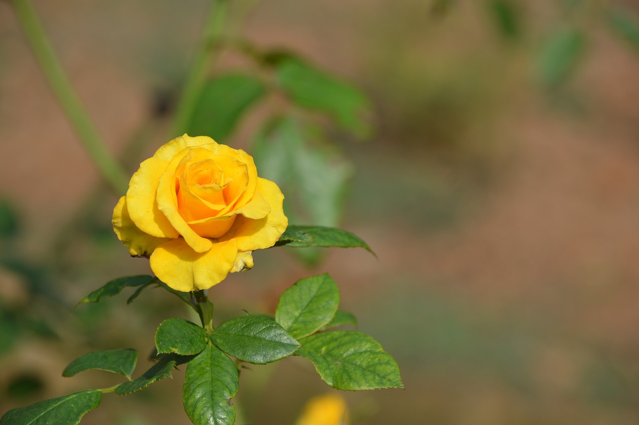 Желтые Розы В Саду