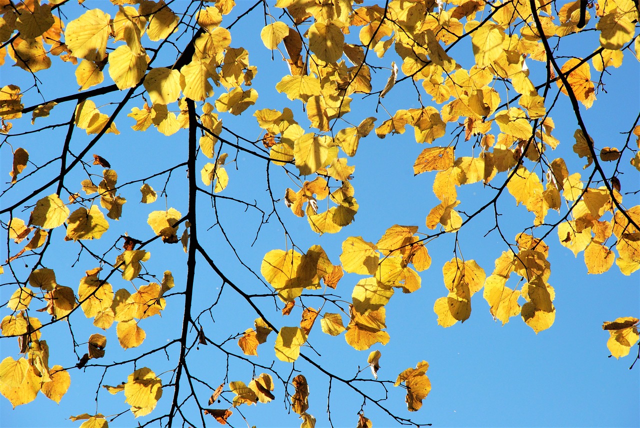 yellow  leaves  autumn free photo