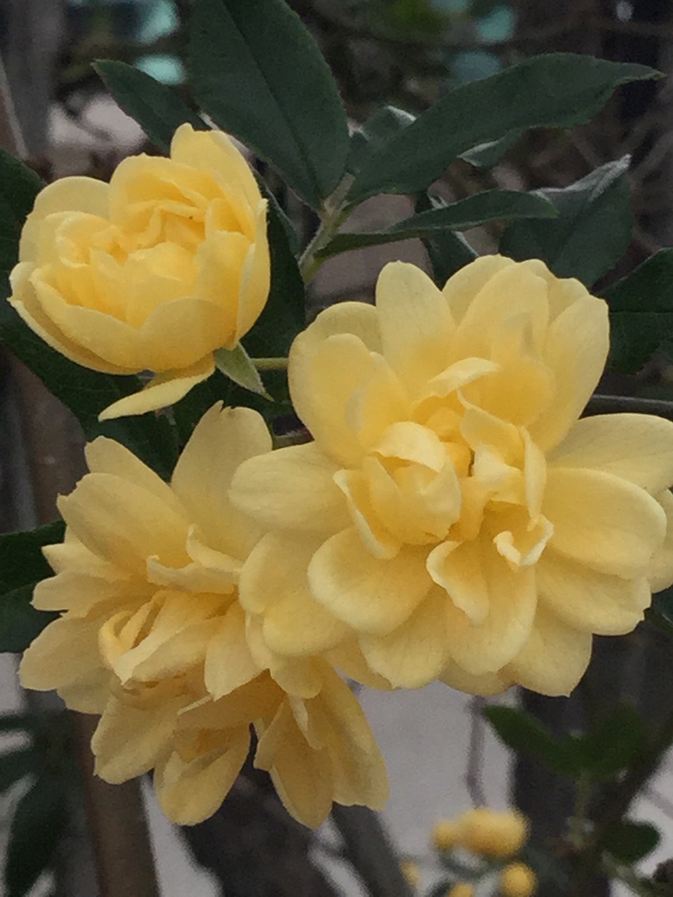 yellow  rose  flower free photo