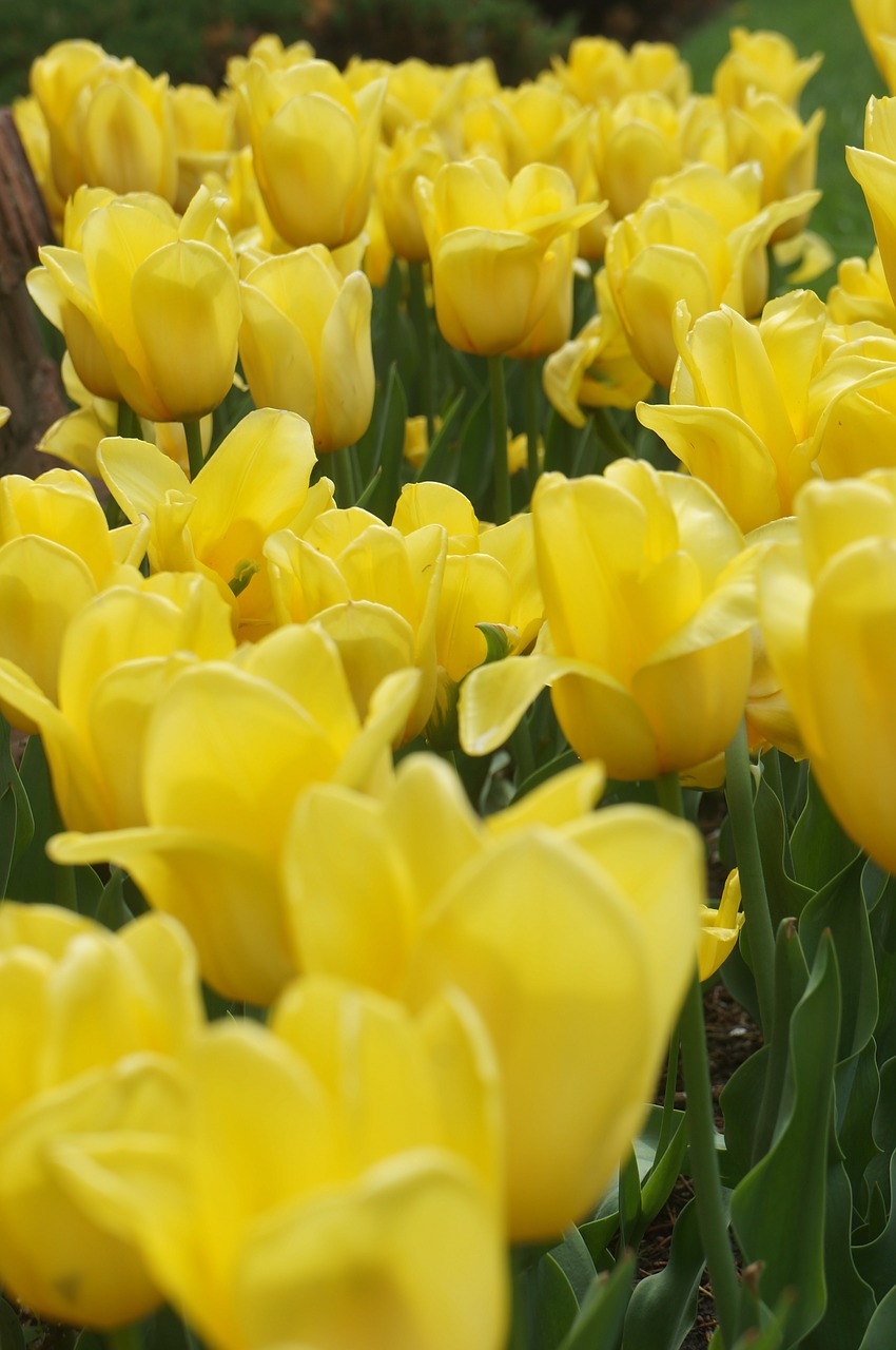 yellow yellow flower flower free photo