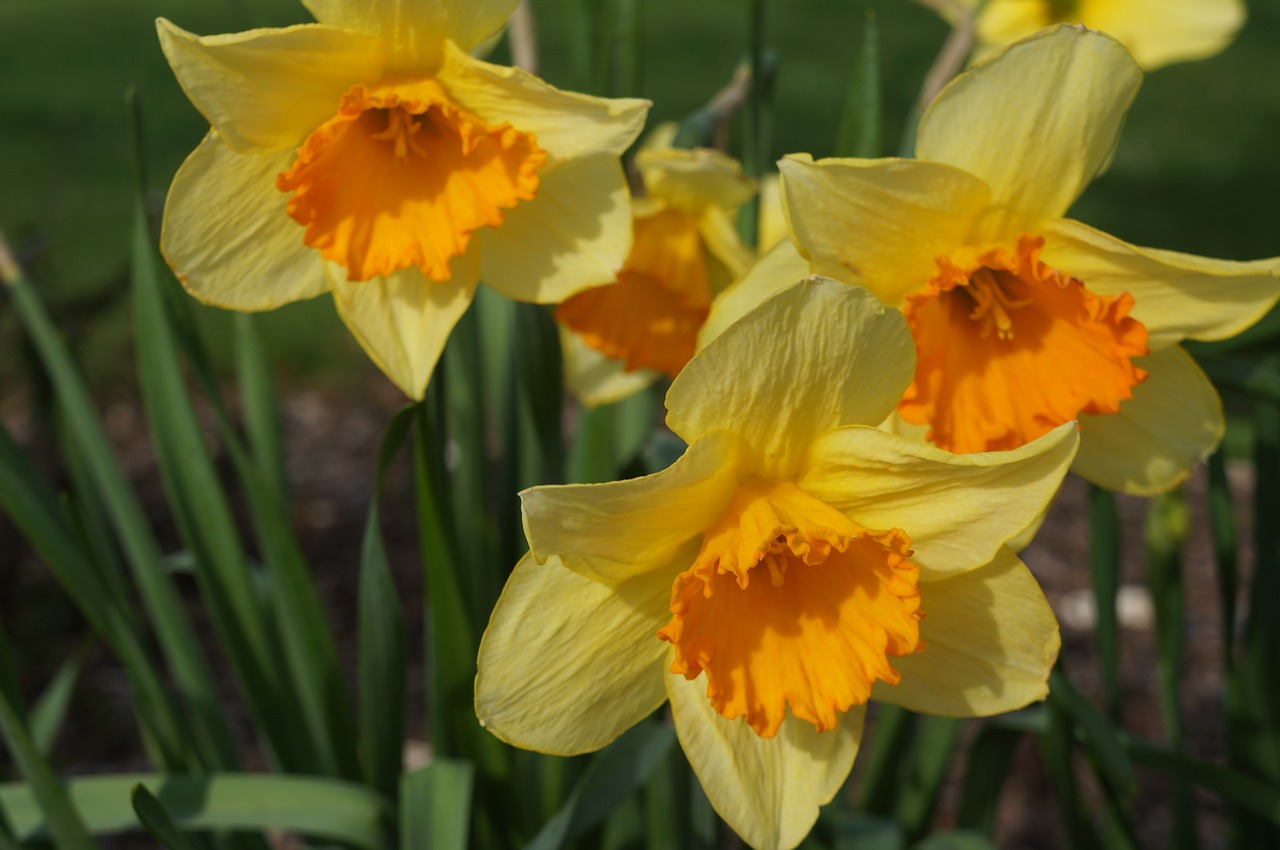 yellow orange daffodils free photo