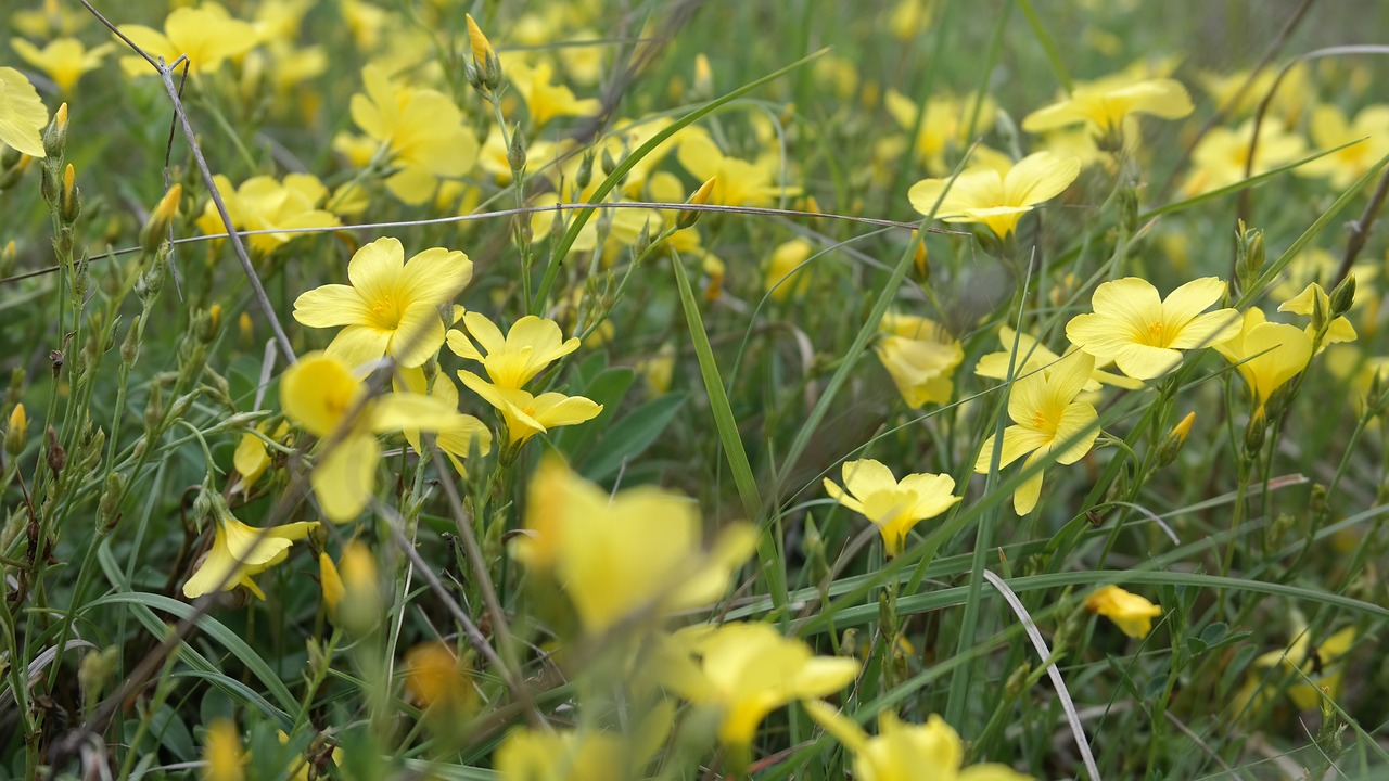 yellow  macro  field free photo